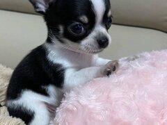 Chihuahua-