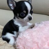 Chihuahua-